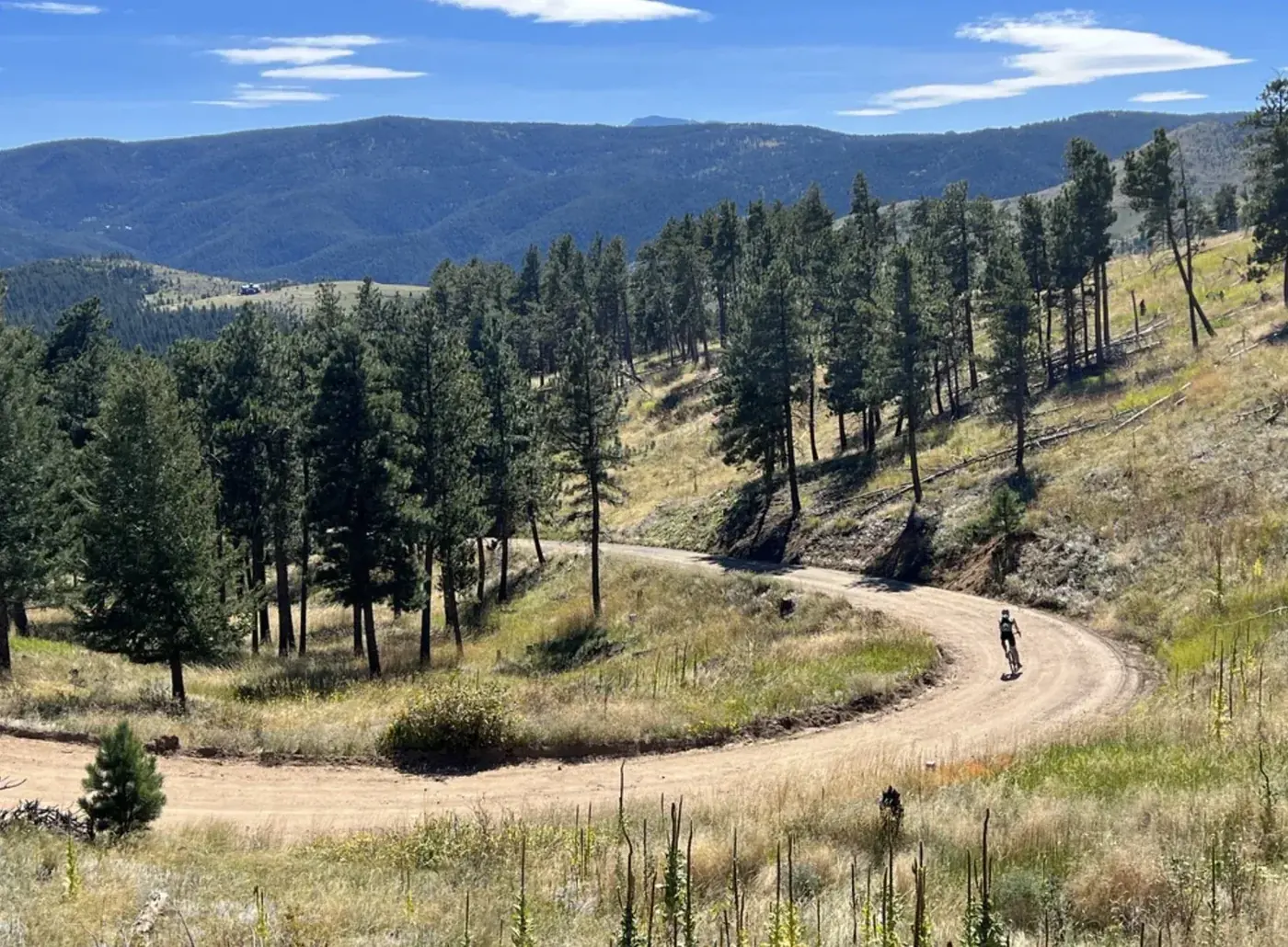 Winding gravel road through pine forest on Rowena