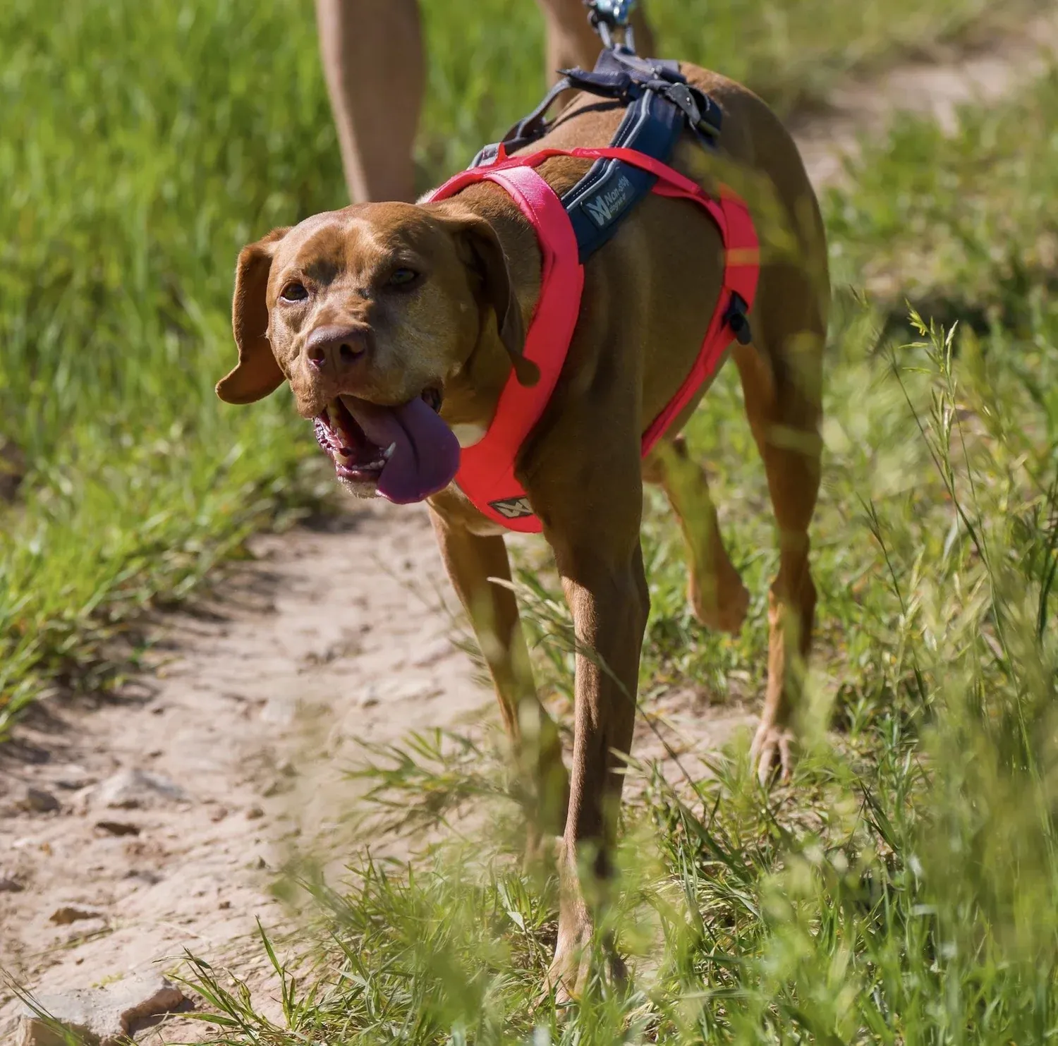 Happy dog in a red harness on the trail